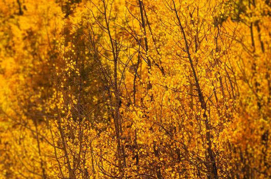 Yellow Aspen Trees . Colorado October Foliage.
