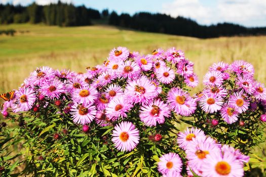 Wild Flowers Meadow. Pinky Wild Flowers on the Large Meadow.
