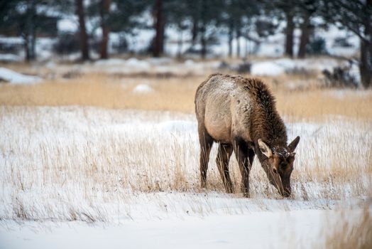 Young Elk in Winter Eating Dry Grass. Colorado Elk.