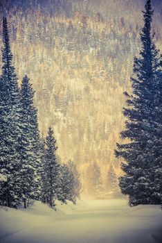 Winter Wonderland Road. Colorado Winter. Rocky Mountains, United States. Road Covered by Fresh Snow.