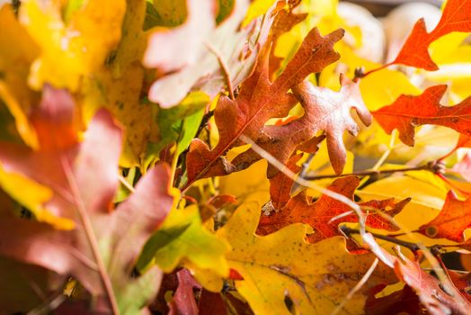 Colorful Fall Leaves Closeup Photography. Autumn Theme.