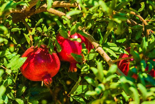 Pomegranate Branch with Pomegranate Fruits Closeup Photo.