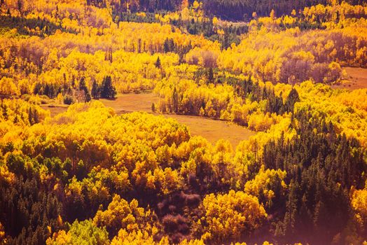 Colorful Fall Forest Scenery. Autumn Foliage in Colorado Rocky Mountains. Colorful Fall Trees.