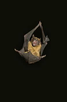 an angry and screaming bat Nyctalus noctula on a black background