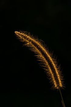 Beautiful of reeds grass at sunset.