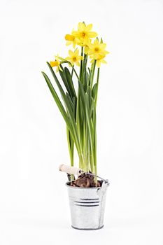 Yellow daffodils in a pot on a white background