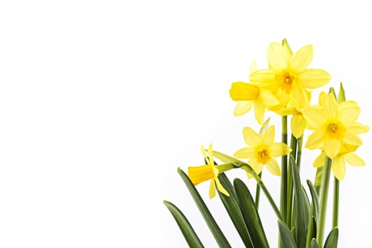 Yellow daffodils on a white background