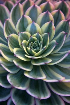 Sempervivum - Hens and Chicks - Sempervivum soboliferum