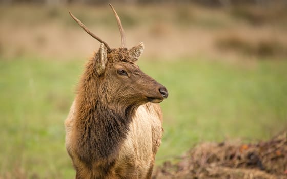 Elk, Juvenile Male, Color Image, California, USA 