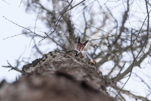 The photograph shows a squirrel in the snow