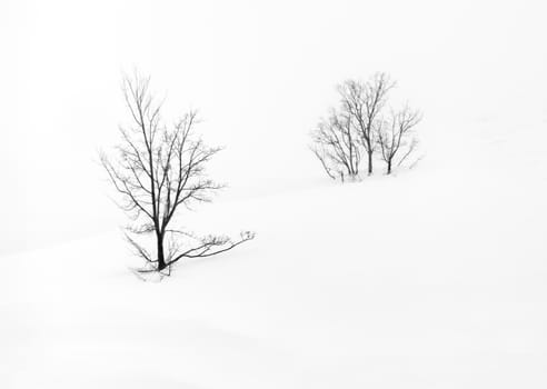 Snow-covered single tree isolated on pure white background