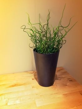 Artificial curly green plant in a vase decorating a wooden table.