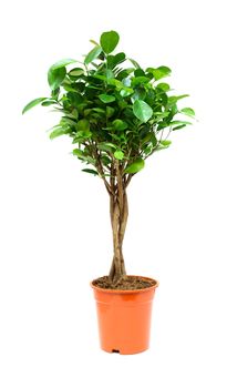 Nice ficus in flower pot on white background