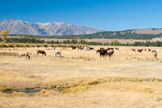 Herd of horses in Wyoming mountain country