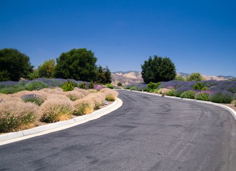 Desert plants and flowers of California