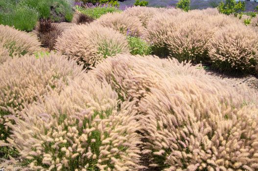 Grasses wave in breeze in California