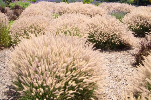 Desert flora of California