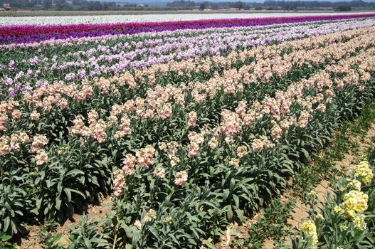 Rows of colorful flowers in California, USA