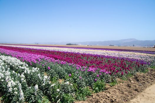 Fields full of flowers in California, USA