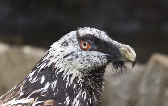  Bearded Vulture ( Gypaetus barbatus).  portrait.
