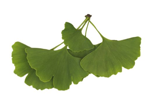 Ginkgo biloba leaves isolated on a white background
