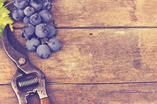 Grapes and grape scissors on a wooden rustic background - applied vintage, retro effect