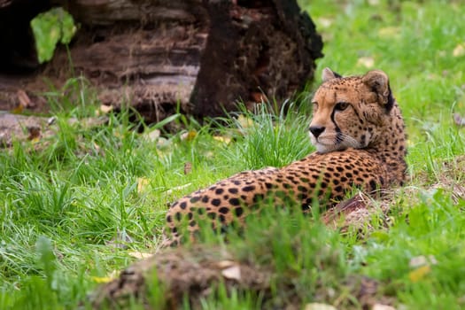 Cheetah resting in the wild in a clearing