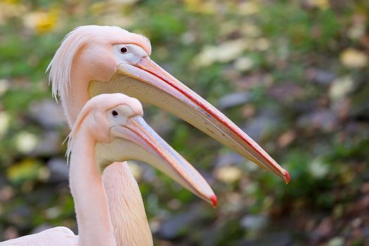 Pelican, a portrait in the wild