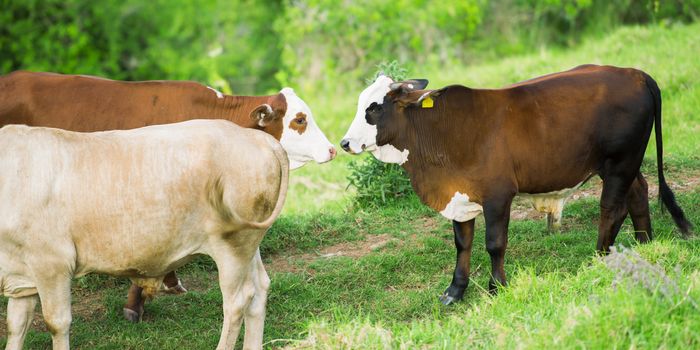 Cows in the paddock during the day in Queensland