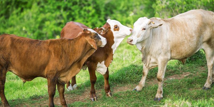 Cows in the paddock during the day in Queensland