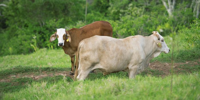 Cows in the paddock during the day in Queensland