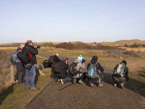 group of photogrphers making photo of red fox in nature area Amsterdam waterleding duingebied in Holland