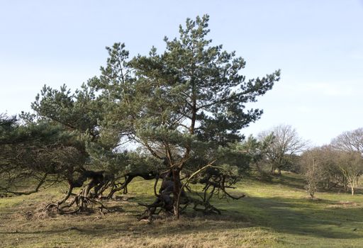 nature green on the hillls in holland amsterdam waterleiding duigebied area, near Zandvoort