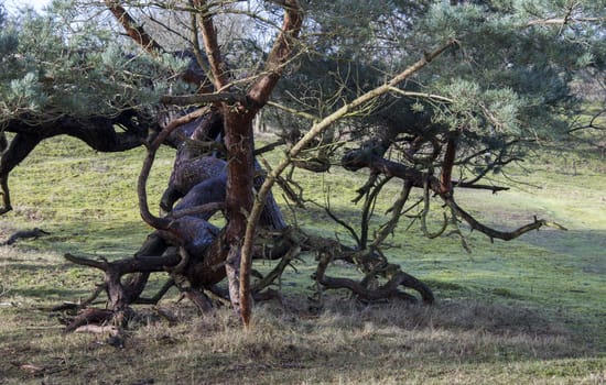 big old spruce with big thick twisting the trunk and branches