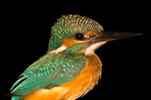 Bird Kingfisher Alcedo Atthis on a black background