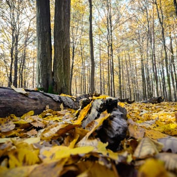 sunlight in the autumn forest, nature series