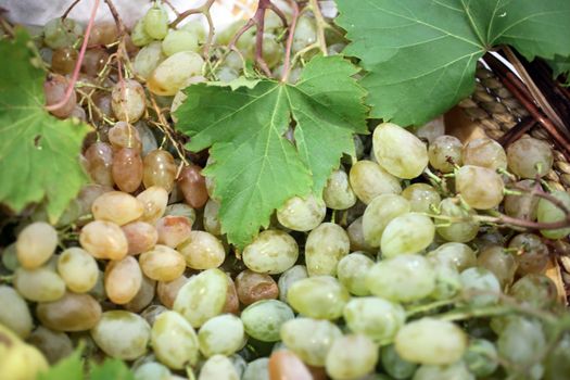 Grapes