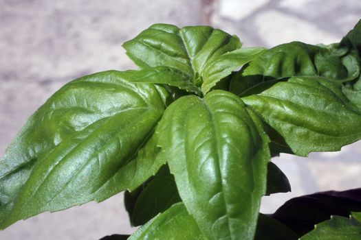 Fresh green basil leaves