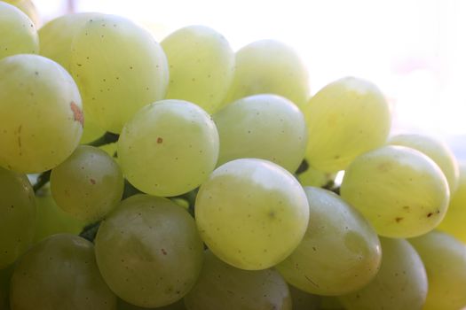 Grape cluster