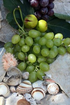 Mediterranean: grapes, figs and shells