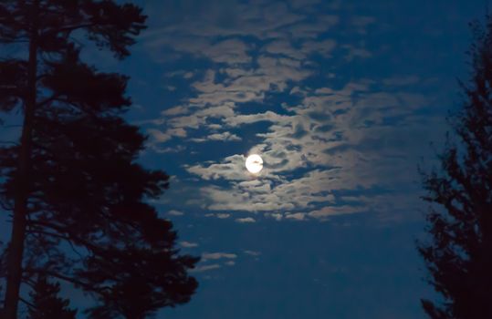 lunar landscape in evening forest
