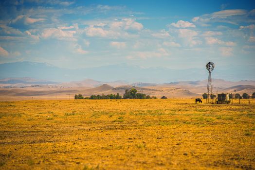 Southern California Farmland with Only One Cow and Sierra Nevada Mountains in a Distance. California, United States.