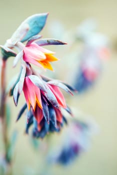 Colorful Tiny Flowers in Macro Photography. Botanic Theme.