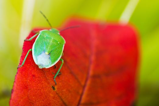 Green Stink Bug in Macro Photography. Green Stink Bug ( Chinavia Hilaris ) or Green Soldier Bug on the Red Leaf.