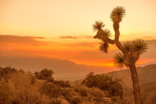 California Desert Scenery at Sunset. Joshua Tree.