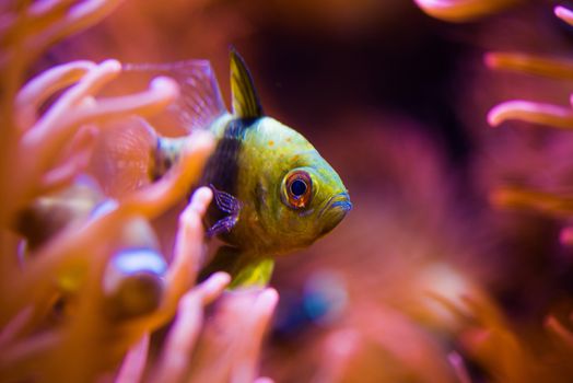 Tropical Fish and the Reef Closeup Photo.
