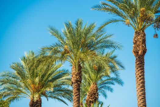 Palm Trees Oasis. Palms on the Clear Blue Sky