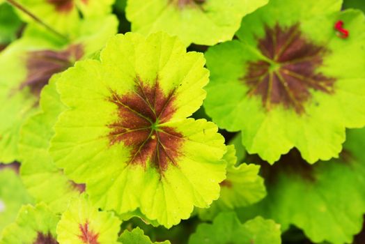 Green Leaves Closeup Photo. Botanic Theme.