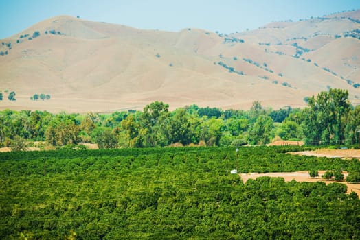 California Farmland and Lemon Trees Plantation. California Fruits Cultivation.