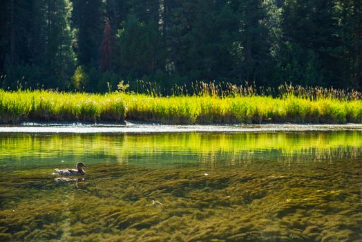 Duck and the River. Crystal Clear Truckee River in California Sierra Nevada Mountains Near Lake Tahoe. California Wildlife.